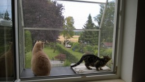 Katzenbalkon für Fenster